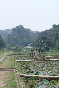 Traditional Lotus Farm with Water Wheels, Ninh Binh