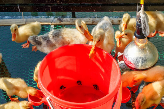 Ducklings and Feeding Area with Heat Lamp