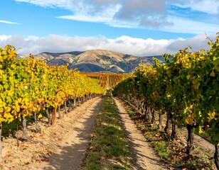 Fototapeta premium Autumn vineyard path to distant hills