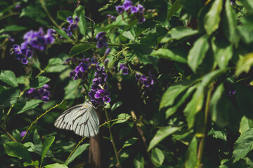 butterfly on a flower, selective focus, blurred background