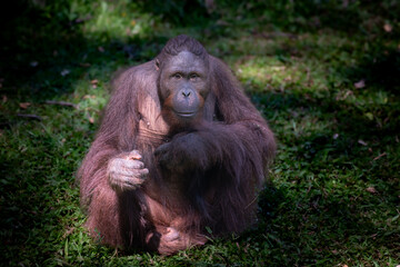 Orangutan with shaggy red fur sitting on green grass in a sanctuary habitat, an effort to save species from deforestation threat.