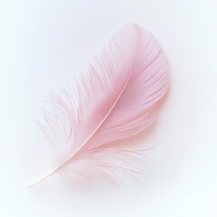 Delicate Pink Feather Against Soft White Background light