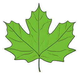 Fototapeta premium PNG Leaf maple plant tree.