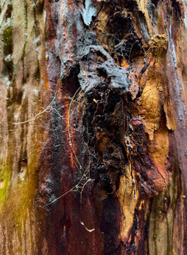 Close-up of decaying tree bark with rich textures and spider webs, highlighting natural decomposition and organic detail in a forest setting, Blackbutt Nature Reserve, Australia