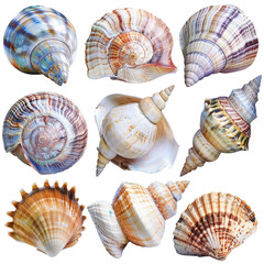 Seashells collection, ocean beach, summer background, craft decor