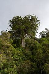 Majestic Heart-Shaped Tree in Lush Forest