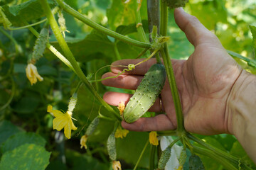 farmer inspects the first green cucumbers on the bush. care for growing healthy organic cucumber.         
