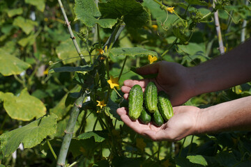 Picked cucumbers in the farmer's hands. A freshly picked cucumber near rows of cucumber bushes.      