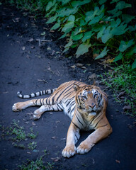 Fototapeta premium A tiger is lying on the shady ground, looking curiously at the camera.