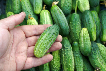 Gardener holds a fresh cucumber in his hand against the background of the harvested crop. Concept of growing natural food products.       