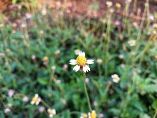 Little white and yellow flower blooming in garden, nature photography, floral wallpaper, daisies in a meadow
