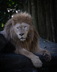 A white lion is resting on a flat rock, showing off its fierce mane.