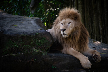 Majestic male lion resting on a rock in natural habitat.