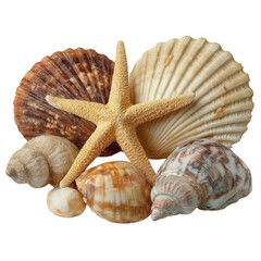 Obraz premium Collection of seashells and starfish isolated on transparent background