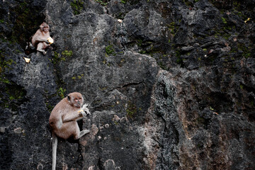 Two Monkeys Resting on a Rocky Cliff Eating Food in a Natural Habitat