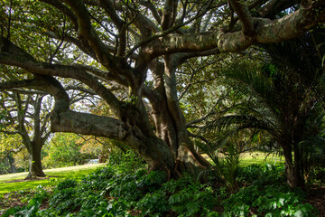 Majestic Tree in a Lush Garden Setting