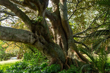 Majestic Tree in Lush Garden Setting