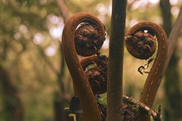 Natural spiral, Le Tampon, Reunion Island