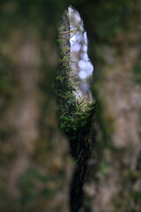 close up of a fern, Le Tampon, Reunion Island