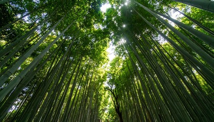 Lush bamboo forest canopy