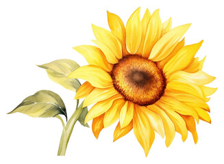 Fototapeta premium PNG Sunflower plant inflorescence creativity.