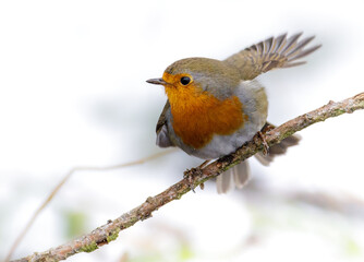 Robin on a branch