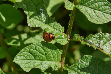 The larva of the Colorado potato beetle on potato leaves is a danger to the crop. Potato pest – macro photography of a pest insect.
