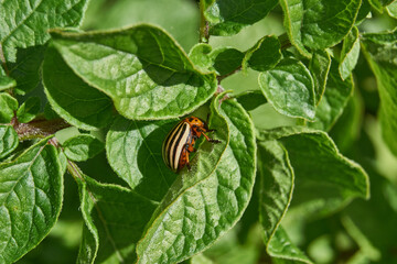The Colorado potato beetle on potato leaves is a danger to the crop. Potato pest – macro photography of a pest insect.