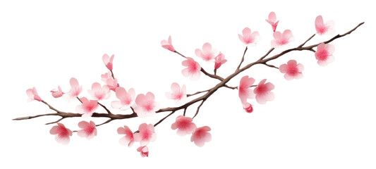 Fototapeta premium PNG Sakura branch blossom flower plant.