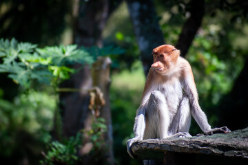 Proboscis monkey juvenile (Nasalis larvatus) sitting on a rock platform at a sanctuary, an  endemic to the southeast Asian island of Borneo, locally known as Bekantan.
