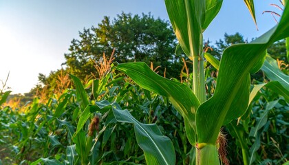Cornfield lush green leaves