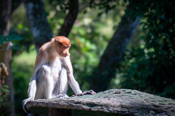 Fototapeta premium Wildlife conservation scene of a proboscis monkey (Nasalis larvatus) sitting on a rock platform, It is endemic to the southeast island of Borneo and locally known as Bekantan.