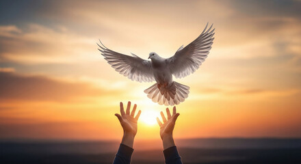 Fototapeta premium White dove flying from open hands against sunset sky bird freedom
