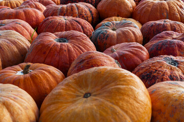 Many orange pumpkins as background. Many orange pumpkins are on the market on the autumn Halloween days