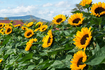The field with yellow sunflowers in Switzerland. Sunny autumn day in Europe with sunflowers and mountains in the horizon.