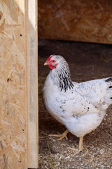 White chicken standing near the doorway of a wooden coop on a farm. The rustic setting offers a glimpse of nature and poultry farming environments, highlighting simplicity and sustainability.