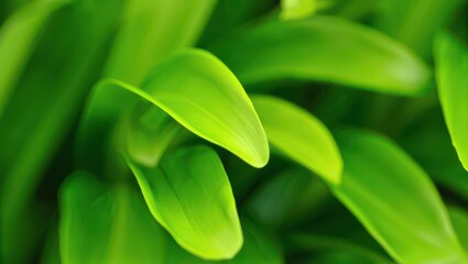 Obraz premium Close up of vibrant green leaves with natural texture and bright details