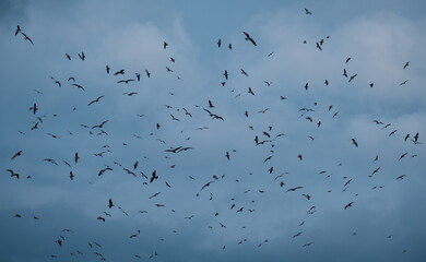 seagulls flying in the cloudy sky. Flock of Seagulls.