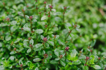 Vibrant Green Foliage of thyme: A Close-Up of Lush, Low-Growing Plants in a Serene Garden Setting - Natural Textures and Soft Focus Create a Calming Botanical Scene