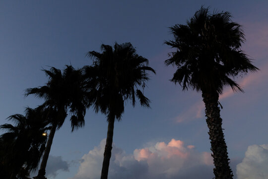 Palm trees against the sky
