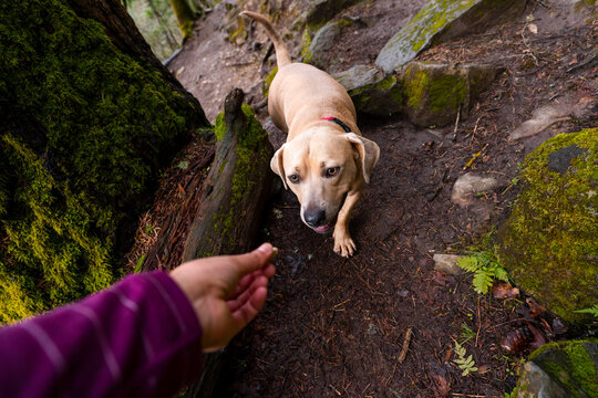 dog coming for treat 