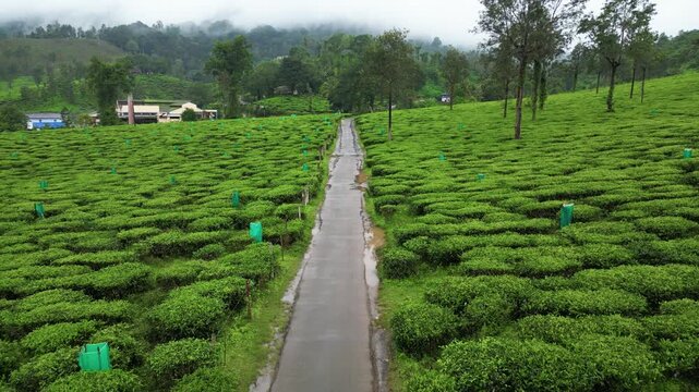 Aerial view of lush green tea plantations in Kerala, India, with a winding road cutting through the hills after monsoon rain.