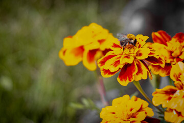 Close-up of a honeybee collecting nectar from a vibrant marigold flower. The image captures the essential role of pollinators in nature and agriculture, highlighting the beauty of the interaction betw