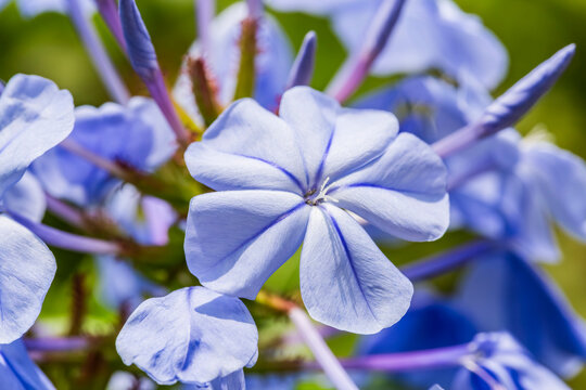 Jazm&iacute;n del cielo, Celestina, Plumbago