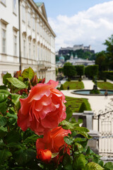 Blossoming roses in  Mirabell garden in Salzburg, Austria