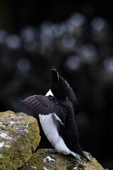 Razorbill - Iceland