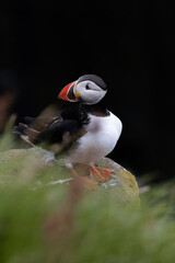 Atlantic Puffin - Iceland