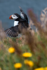 Atlantic Puffin - Iceland