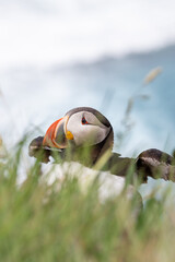 Atlantic Puffin - Iceland