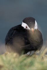 Atlantic Puffin - Iceland